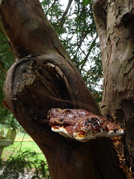 Mature fruit body on yew in Finchley, London.